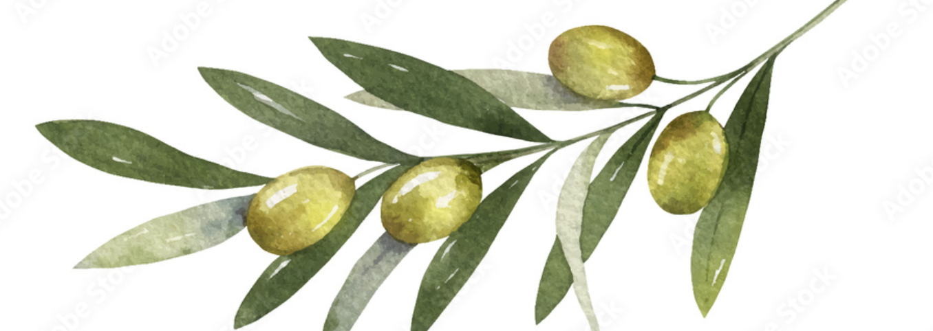 Olive Tree